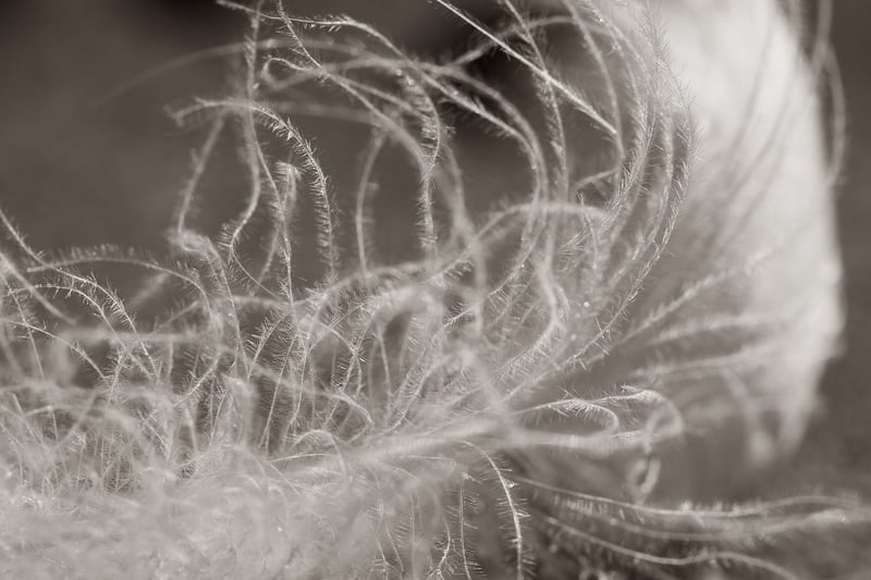 Phoenix Feather Keepsakes