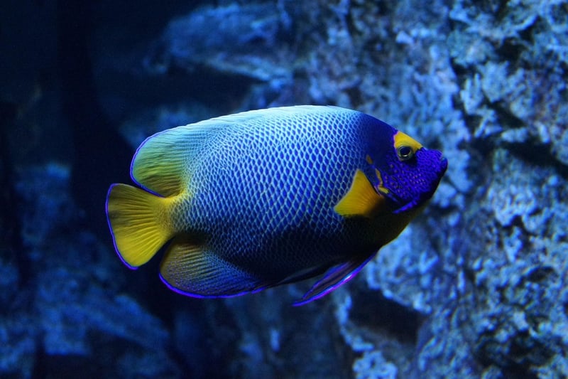 Underwater Scene